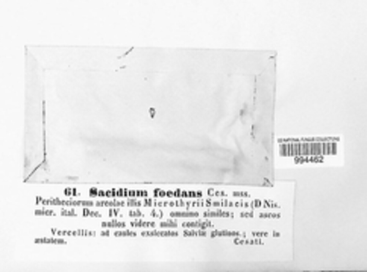 Sacidium foedans image